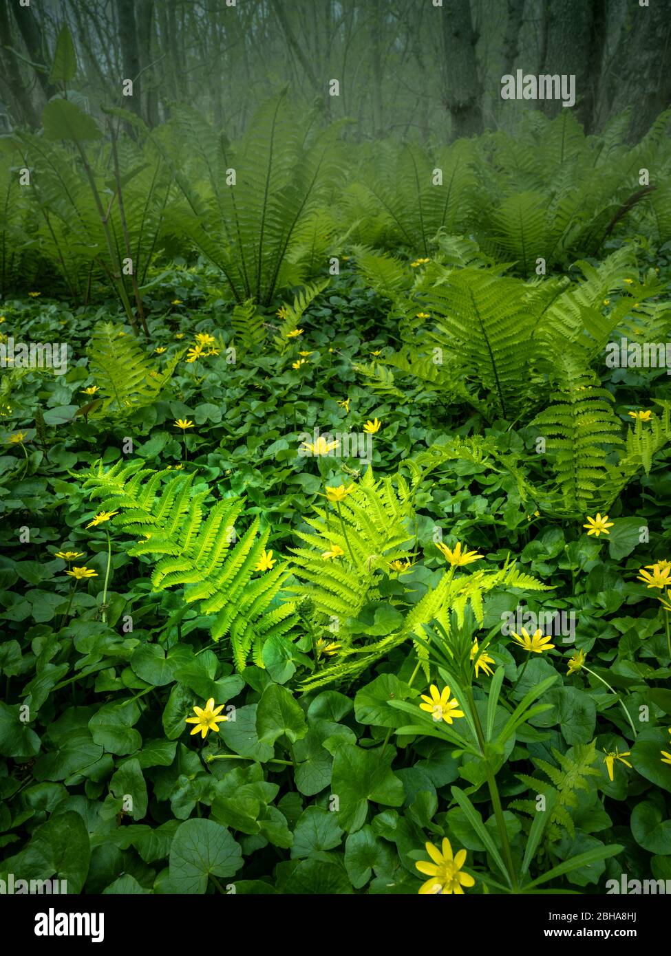 Neue Farne und gelbe Blüten in Forest, Pennsylvania, USA Stockfoto