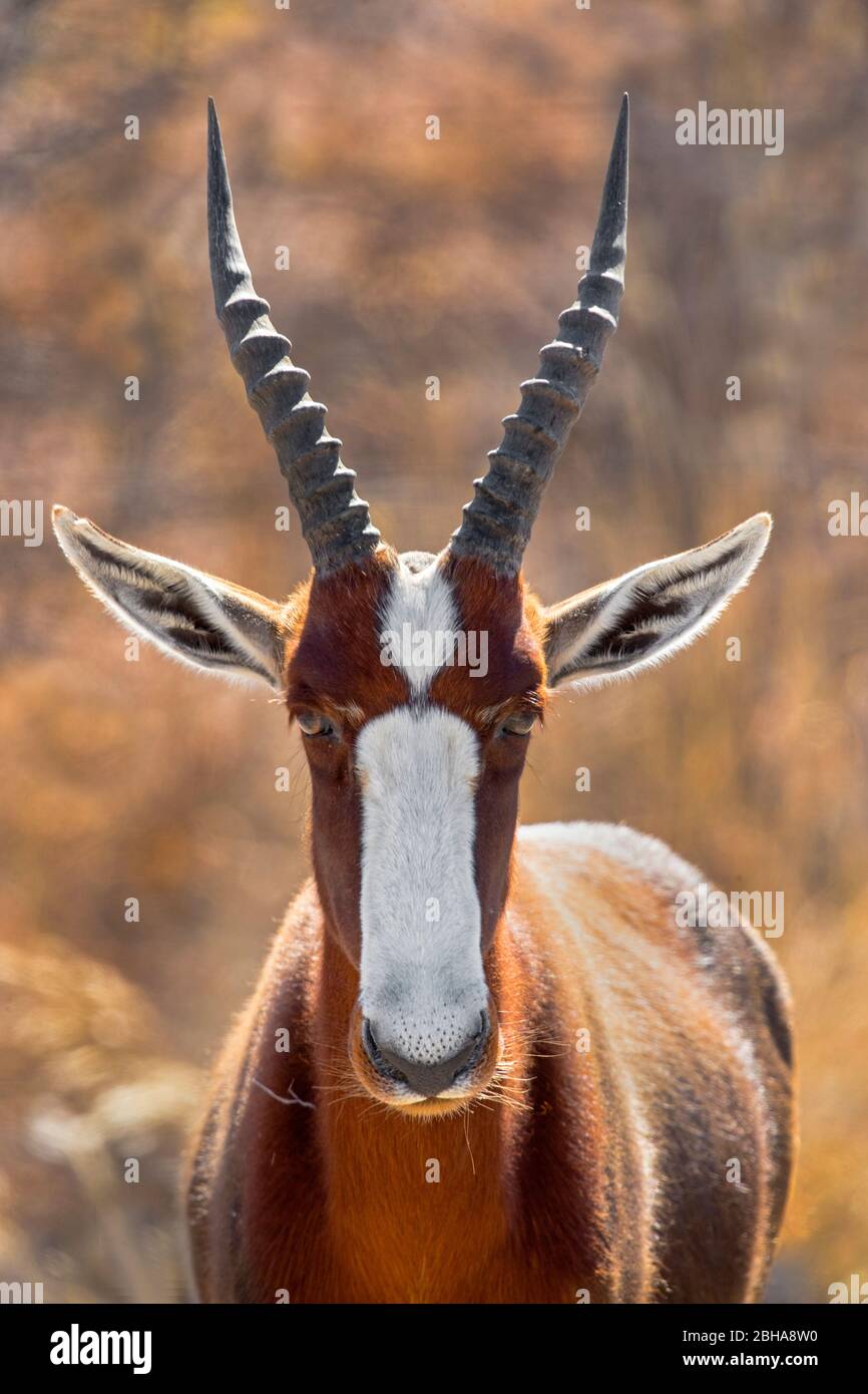 Blesbok (Damaliscus pygargus phillipsi) Antilope mit Blick auf die Kamera, Etosha National Park, Namibia Stockfoto