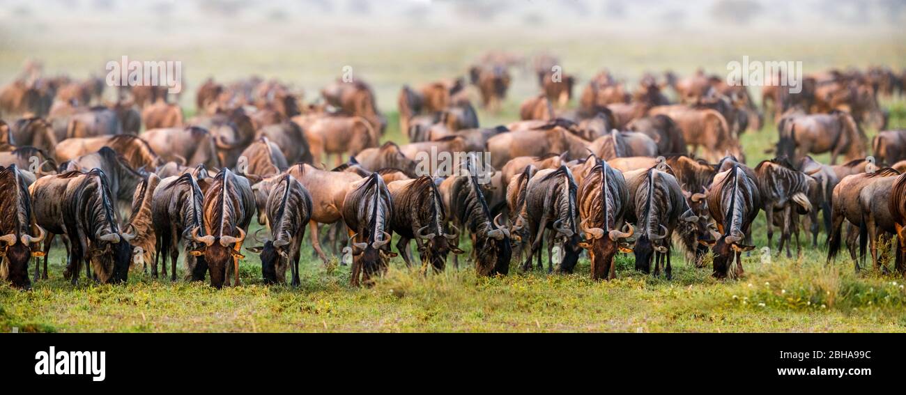 Große Herde von westlichen Weißbärtigen Gnus (Connochaetes taurinus mearnsi), Ngorongoro Conservation Area, Tansania Stockfoto