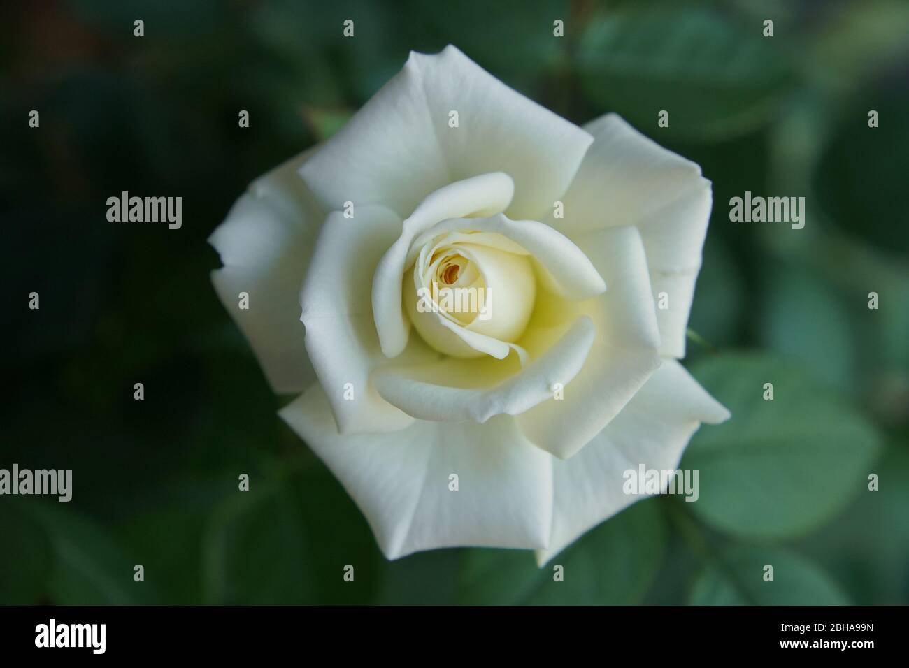 Eine weiße Rosenblüte in der Nahaufnahme. Eine schöne Aussicht auf die Blüte. Stockfoto