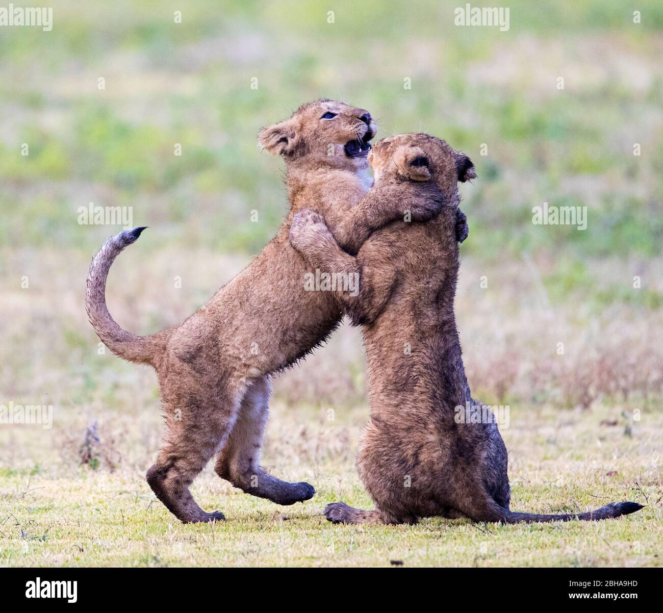 Löwenbabien (Panthera leo) kämpfen beim Spielen, Ngorongoro Conservation Area, Tansania Stockfoto