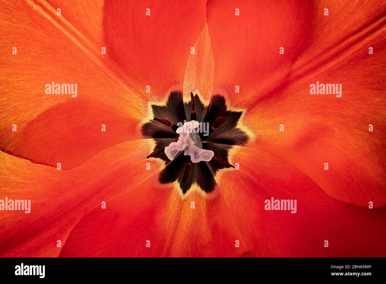 Detail der Mitte innerhalb der Tulpe Stockfoto