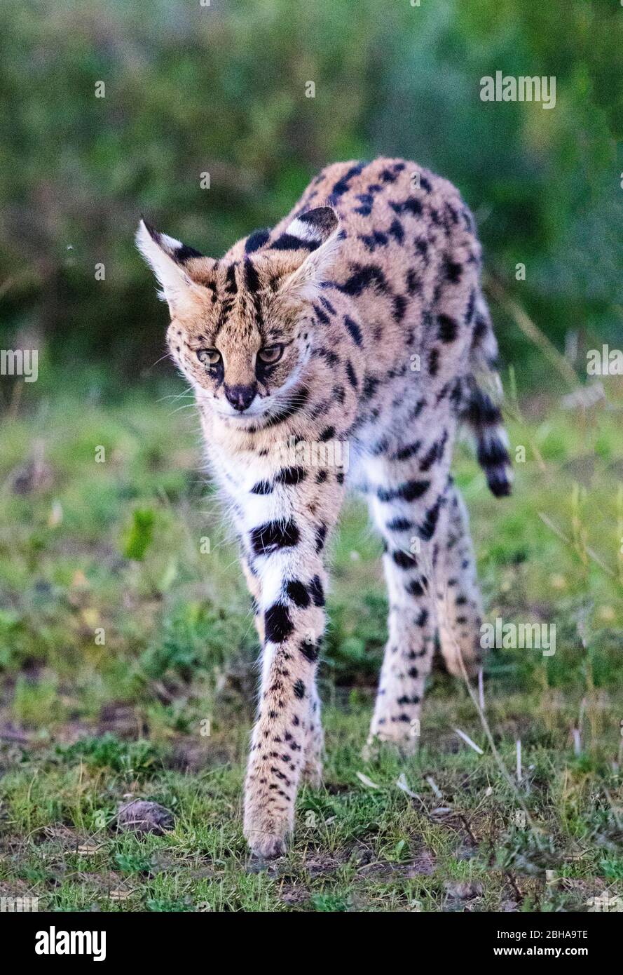 Serval (Leptailurus serval) Wandern, Ngorongoro Krater, Tansania Stockfoto