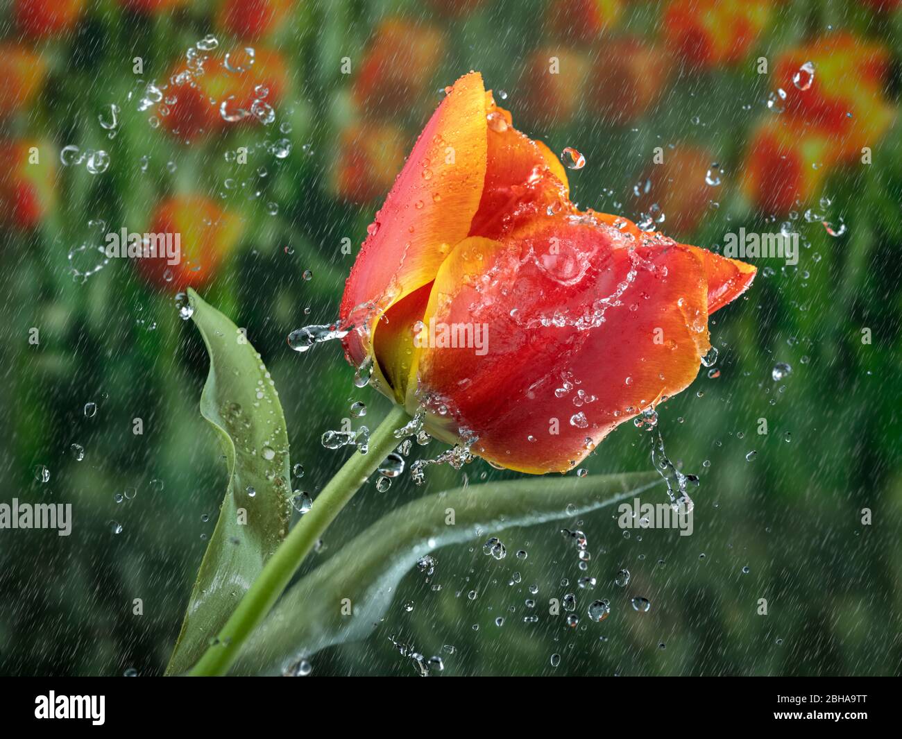 Tulpe mit Regentropfen Wasserspritzer Stockfoto