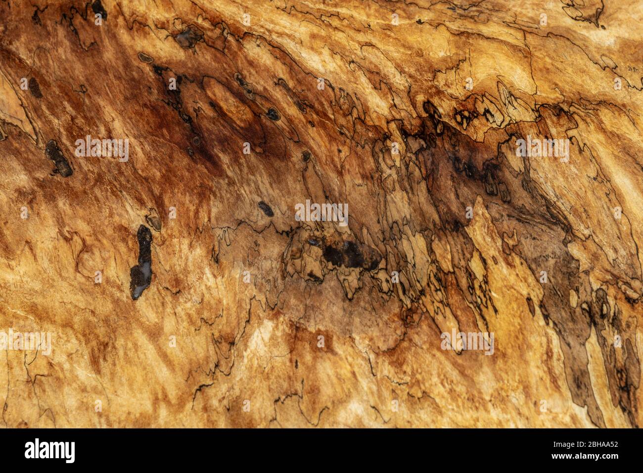 Detail der Esche Baum Holz Maserung Stockfoto