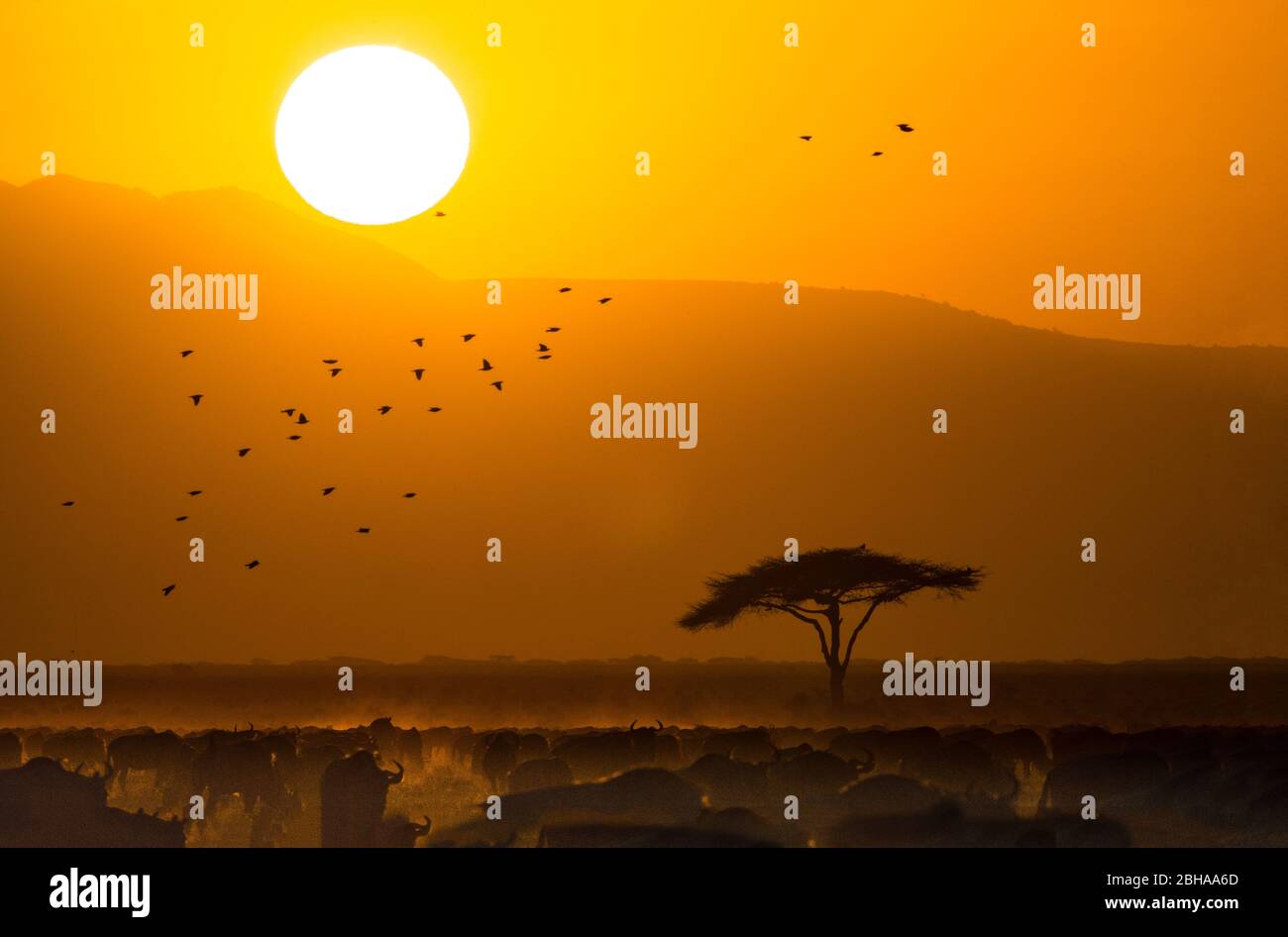 Ansicht der Weißbärtigen Gnus (C. taurinus mearnsi) Herde, Ngorongoro Conservation Area, Tansania, Afrika Stockfoto