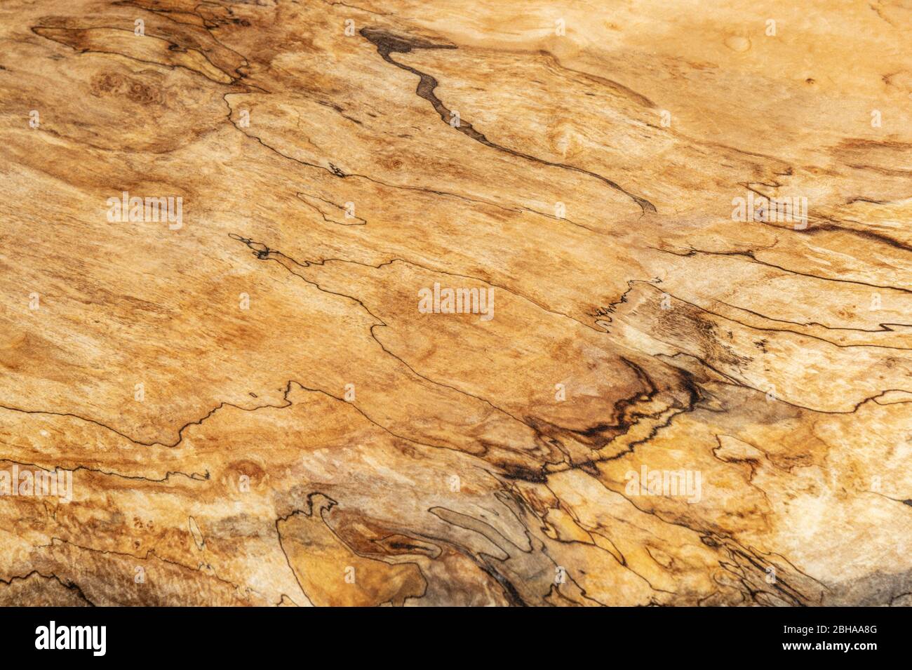 Detail der Esche Baum Holz Maserung Stockfoto