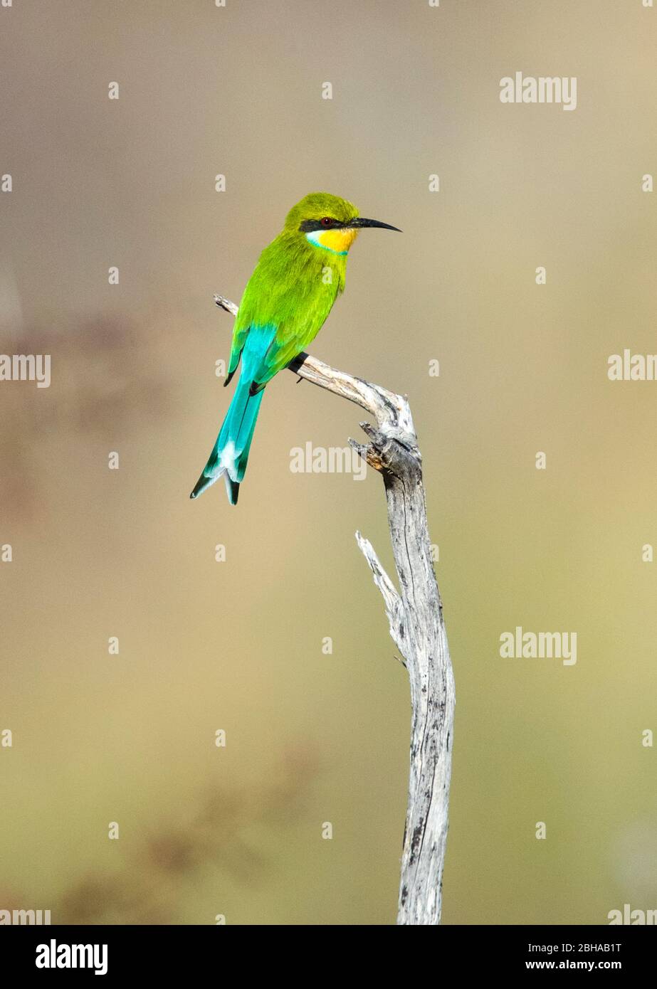 Nahaufnahme des Schwalbenschwanzbienenfressers (Merops hirundineus), Etosha Nationalpark, Namibia, Afrika Stockfoto