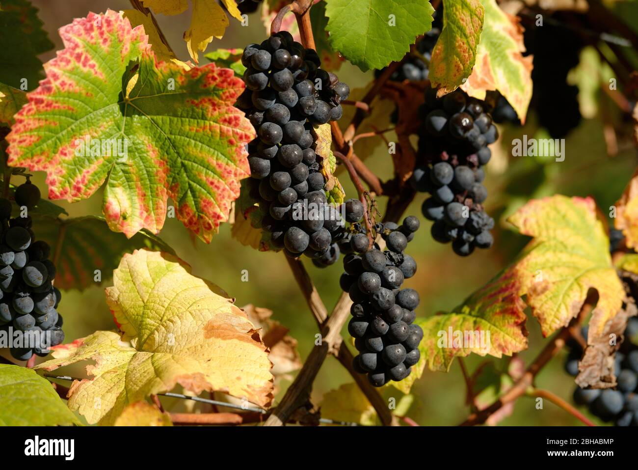 Weinlese, Weinberg auf dem Rotweinweg bei Mayschoss im Herbst, Mayschoss, Ahrtal, Eifel, Rheinland-Pfalz, Deutschland Stockfoto