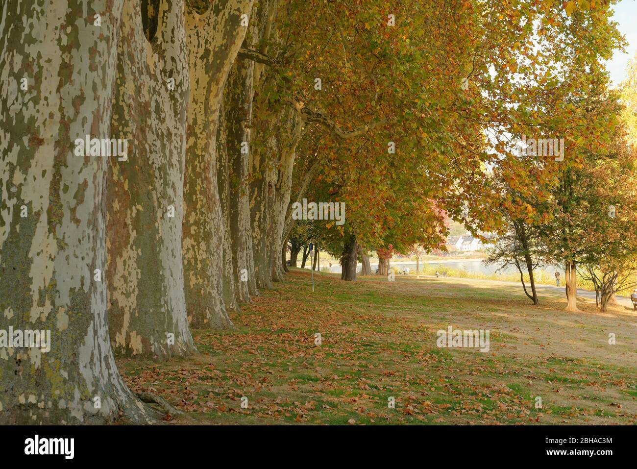 Baumallee an der Kaiserin Augusta Pflanzen an der Rheinpromenade in Koblenz am Deutschen Eck, Koblenz, UNESCO-Weltkulturerbe Oberes Mittelrheintal, Rheinland-Pfalz, Deutschland Stockfoto