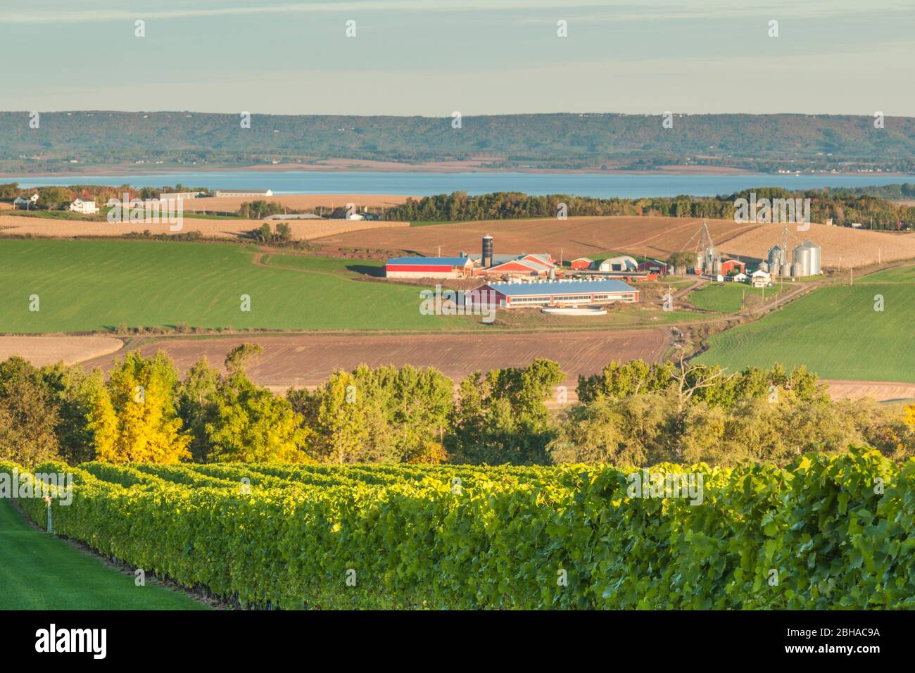 Kanada, Nova Scotia, Annapolis Valley, in Wolfville, einem lokalen Weingut Stockfoto