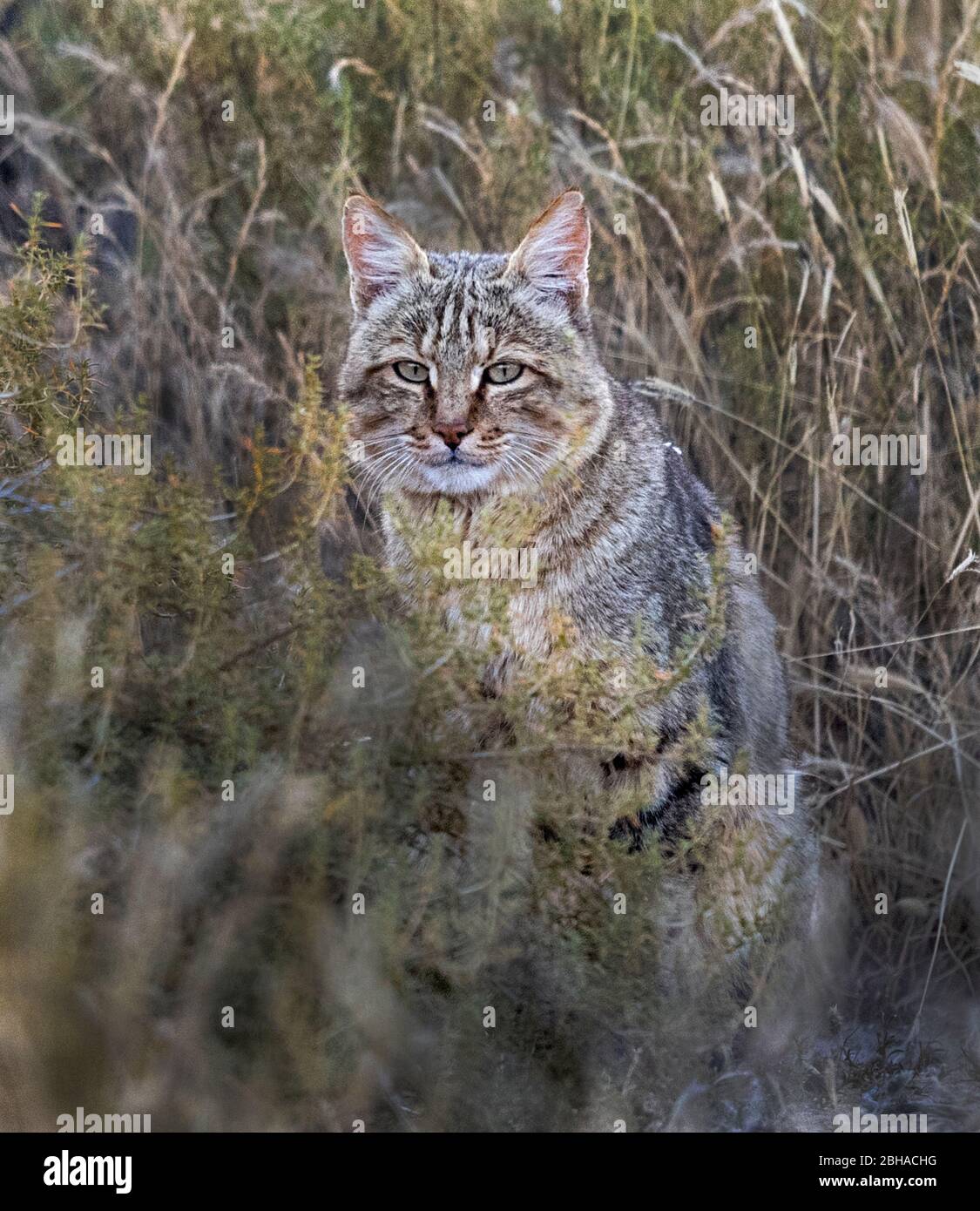 Nahaufnahme der Afrikanischen Wildkatze (Felis silvestris lybica), Kgalagadi Transfrontier Park, Namibia, Afrika Stockfoto