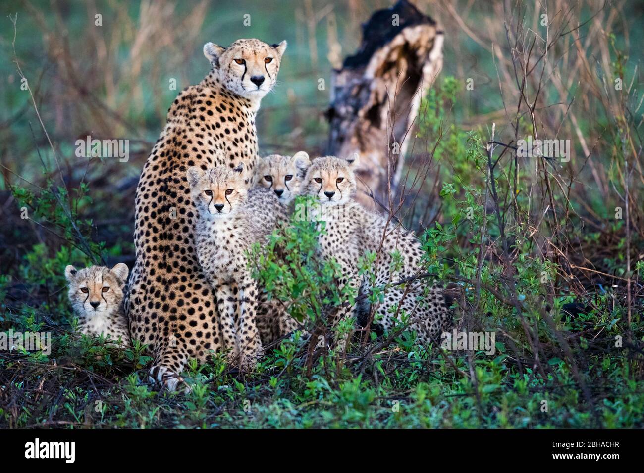 Blick auf die Gepardenfamilie (Acinonyx jubatus), Etosha Nationalpark, Namibia, Afrika Stockfoto