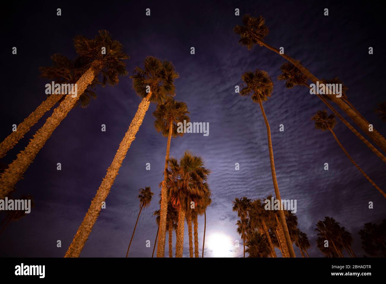 Niedrige Winkelansicht von Palmen bei Nacht, Kalifornien, USA Stockfoto