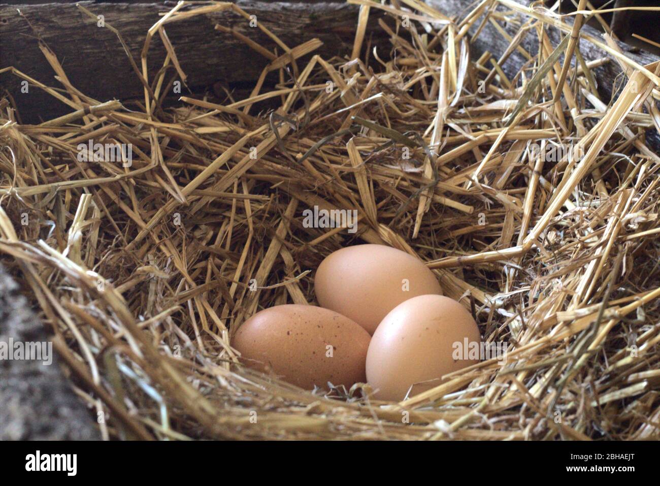 Frisches Ei im Nest auf dem Bauernhof Stockfoto