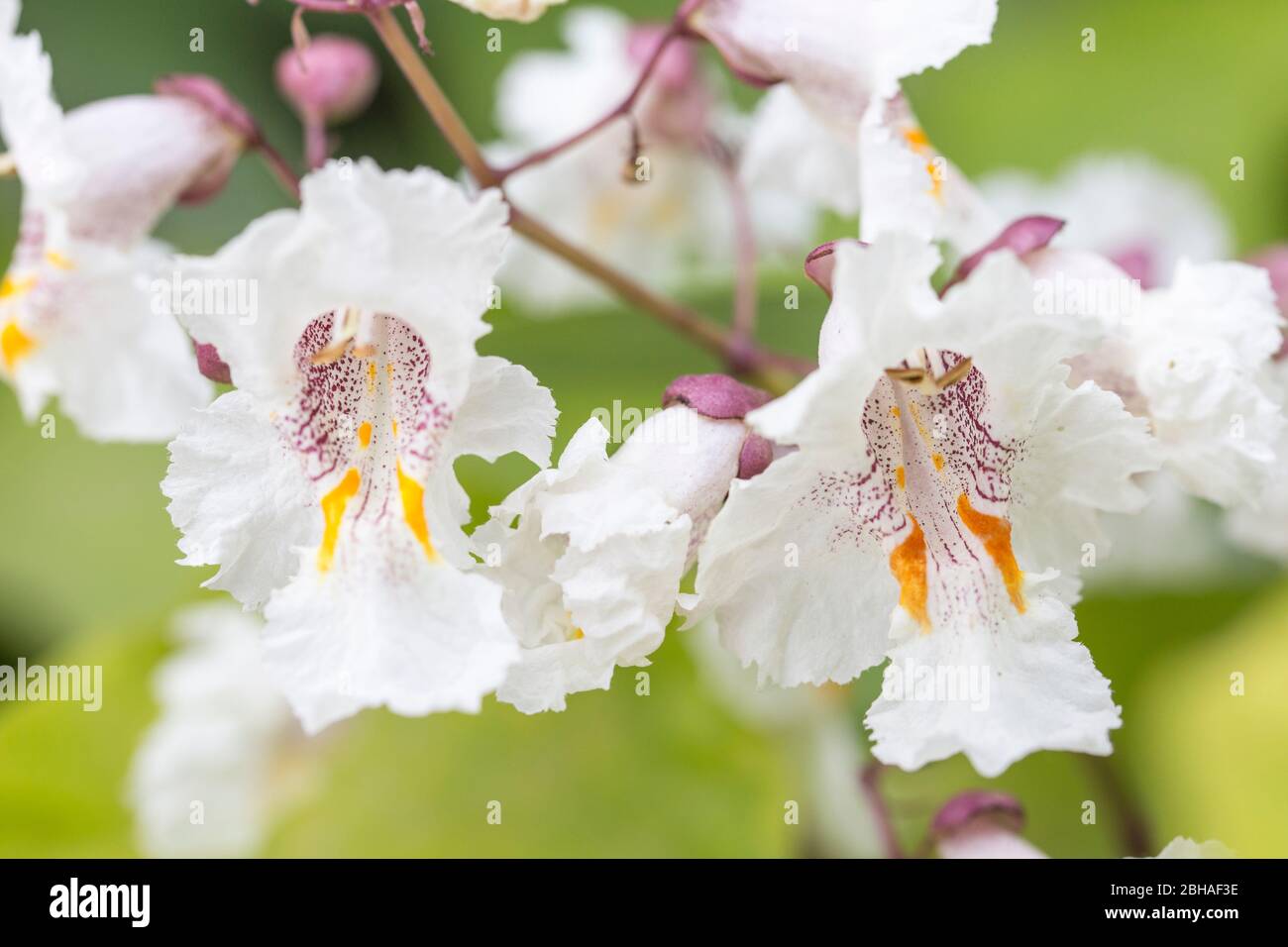 Blumen des Trompetenbaums Catalpa bignonioides, Makroaufnahme Stockfoto
