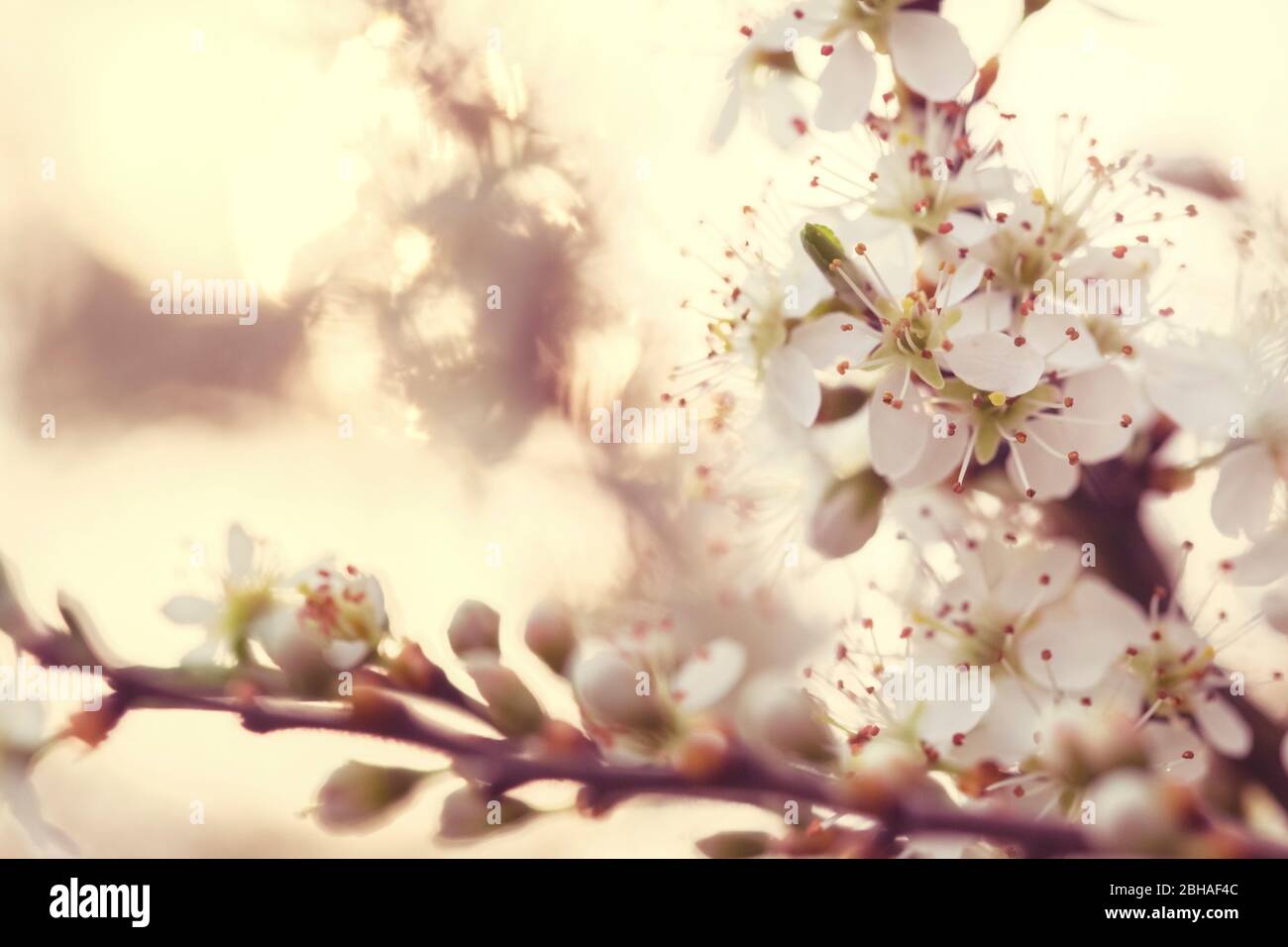 Blühende Schlehe, prunus spinosa, Schlehe, Schlehe, Weißdorn, Schlehe, deutsche Akazie, Rücklicht, Nahaufnahme Stockfoto