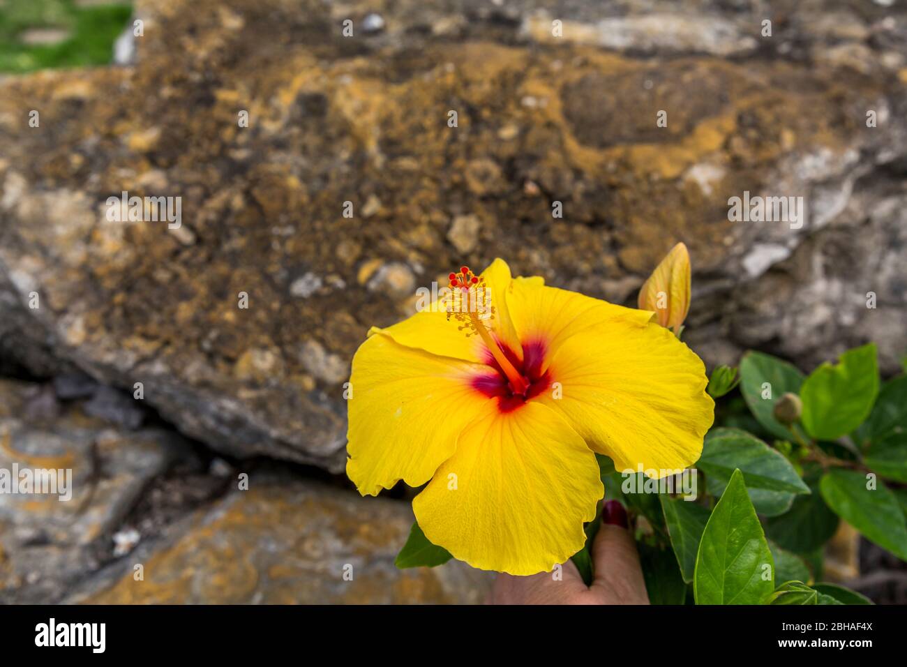 Gelber Hibiskus im Garten aus dem Dalí Museum, St. Petersburg, Florida, USA Stockfoto