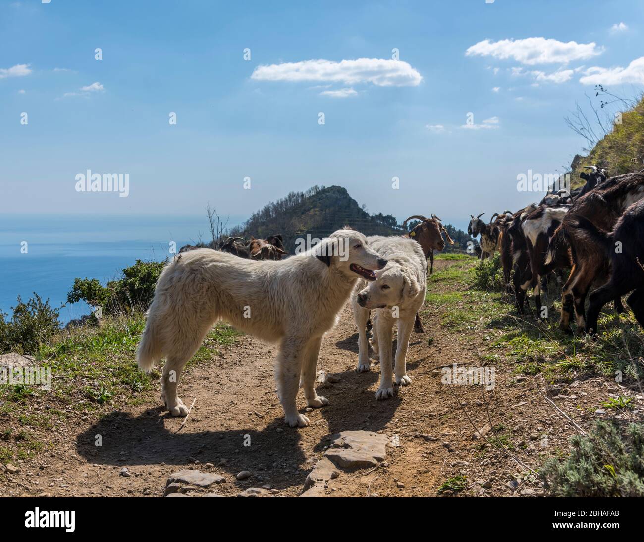 Der Weg der Götter: Sentiero degli Dei. Unglaublich schöner Wanderweg hoch über der Amalfitana oder Amalfi Küste in Italien, von Agerola nach Positano. März 2019. Ziegenherde mit 2 Hunden Stockfoto