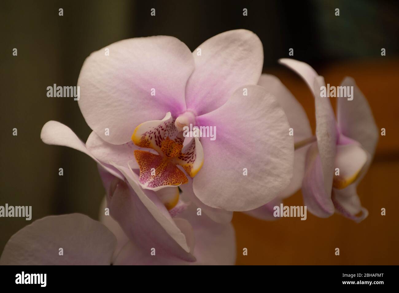 Pretty in Pink Stockfoto