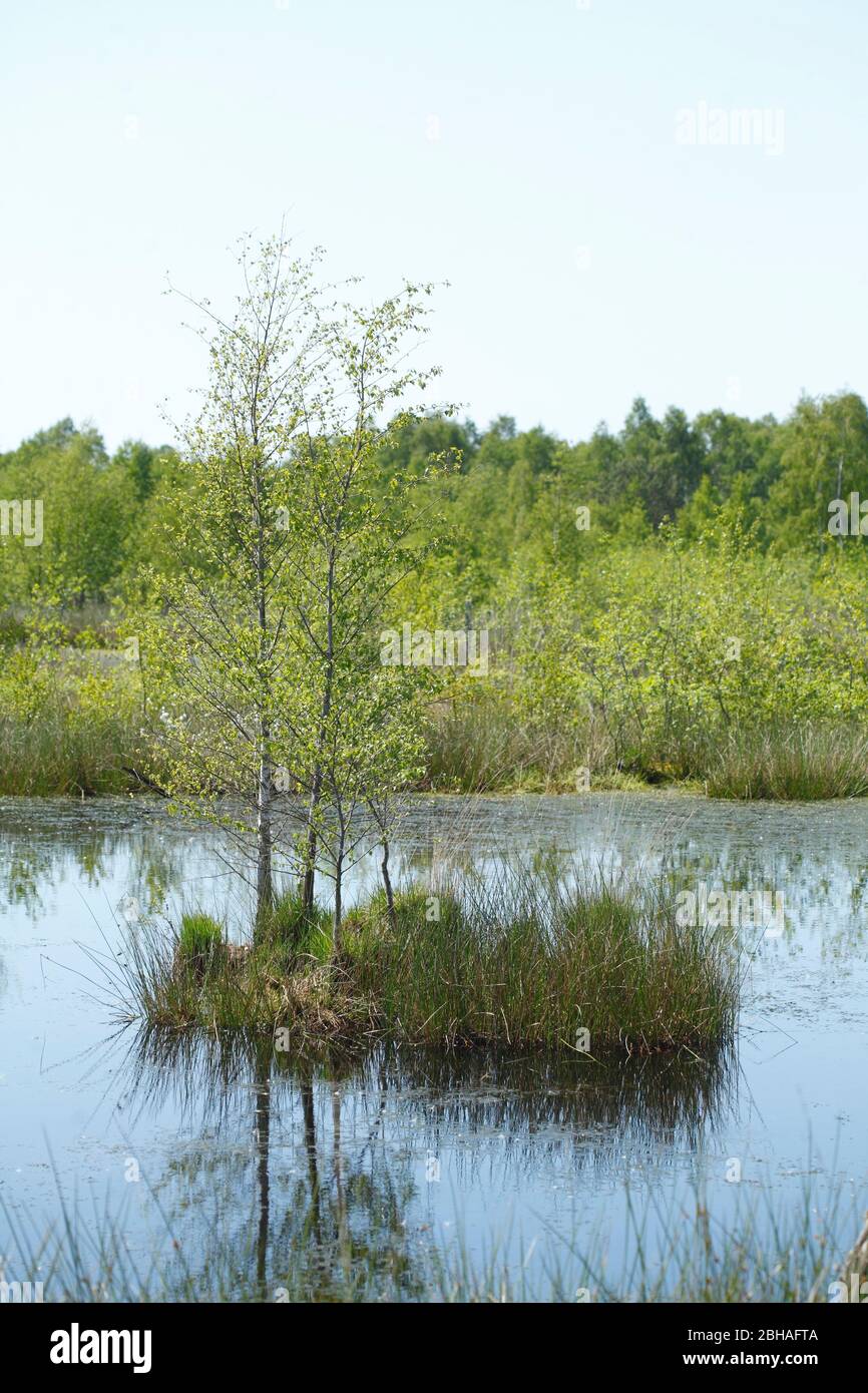 Teich, Diepholz Moor, Diepholz, Landkreis Diepholz, Niedersachsen