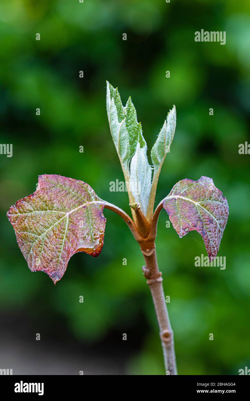 Junge Ausläufer einer Eichenblatt Hortensia Stockfoto