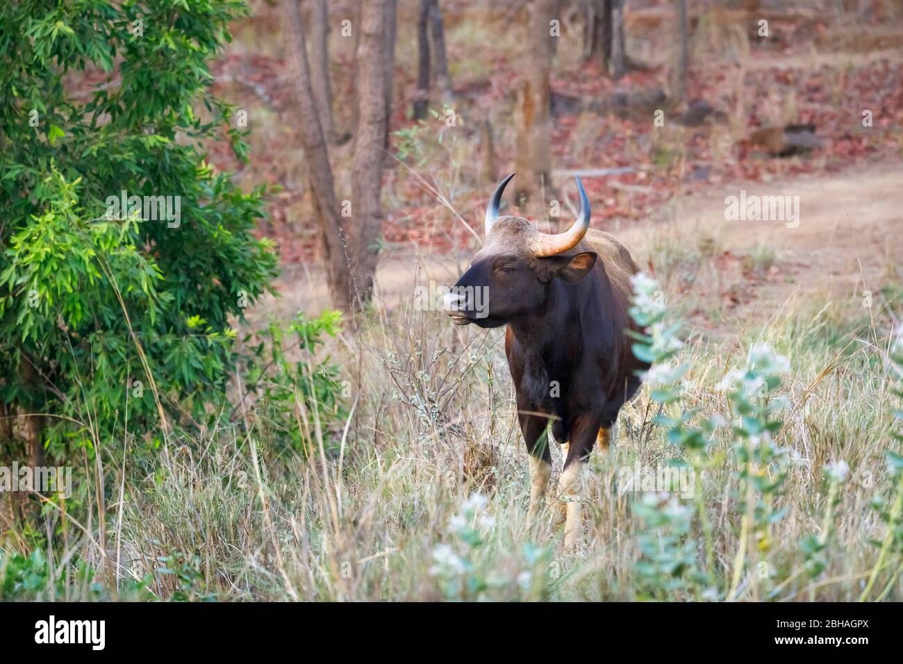 Gaur (Bos gaurus, indische Bisons), die größte wildes Vieh Arten, satpura Tiger Reserve (satpura National Park), Madhya Pradesh, Indien Stockfoto