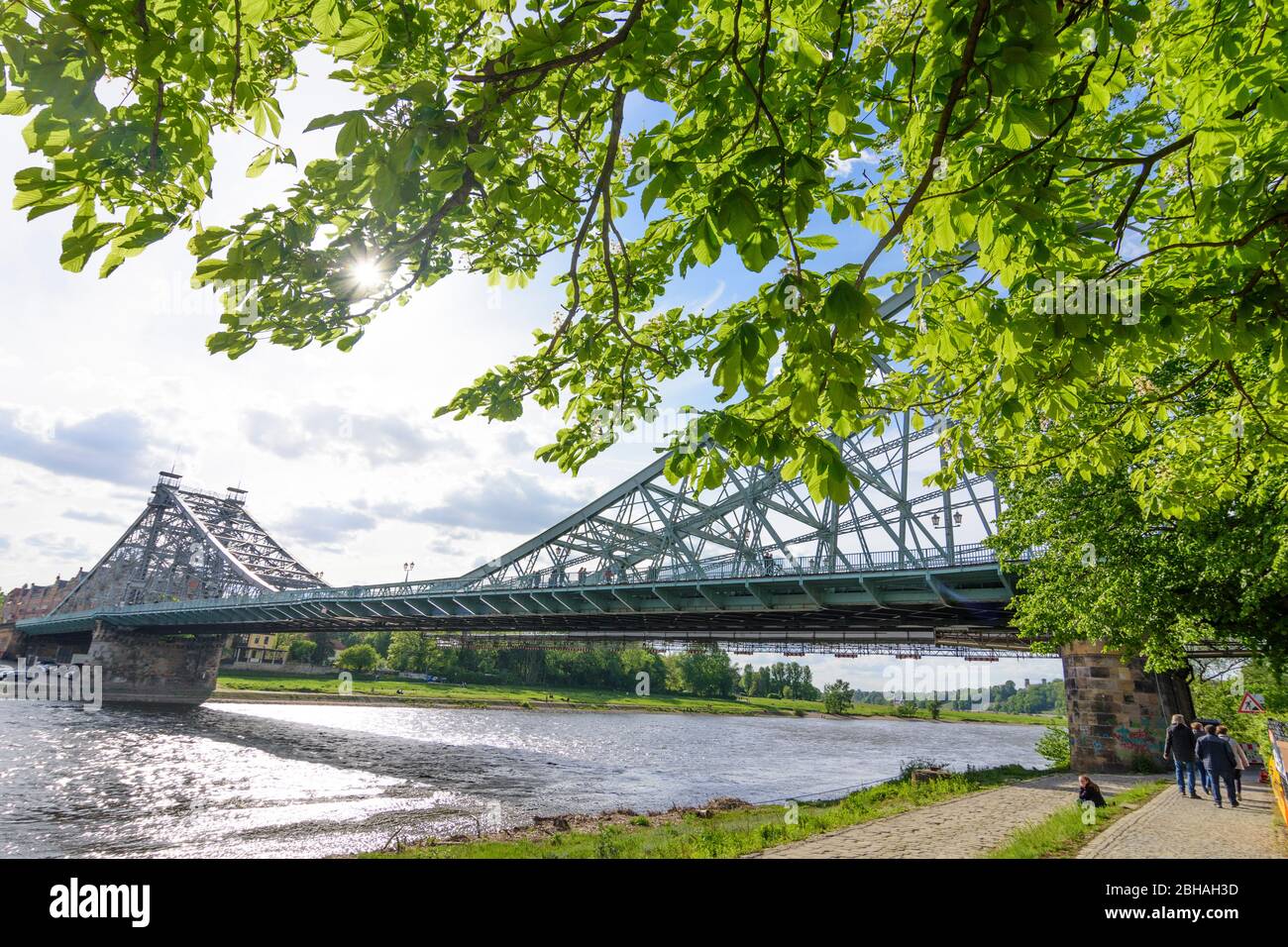 Dresden: Brücke Blaues Wunder (Loschwitzer Brücke), Elbe, Blick nach Blasewitz, blühenden Kastanienbaum in Loschwitz, Sachsen, Sachsen, Deutschland Stockfoto