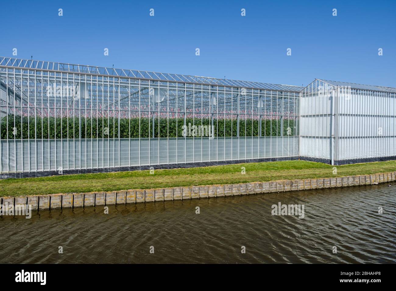 Perspektivischer Blick auf ein modernes Hightech-Industriegewächshaus für Tomaten in den Niederlanden Stockfoto