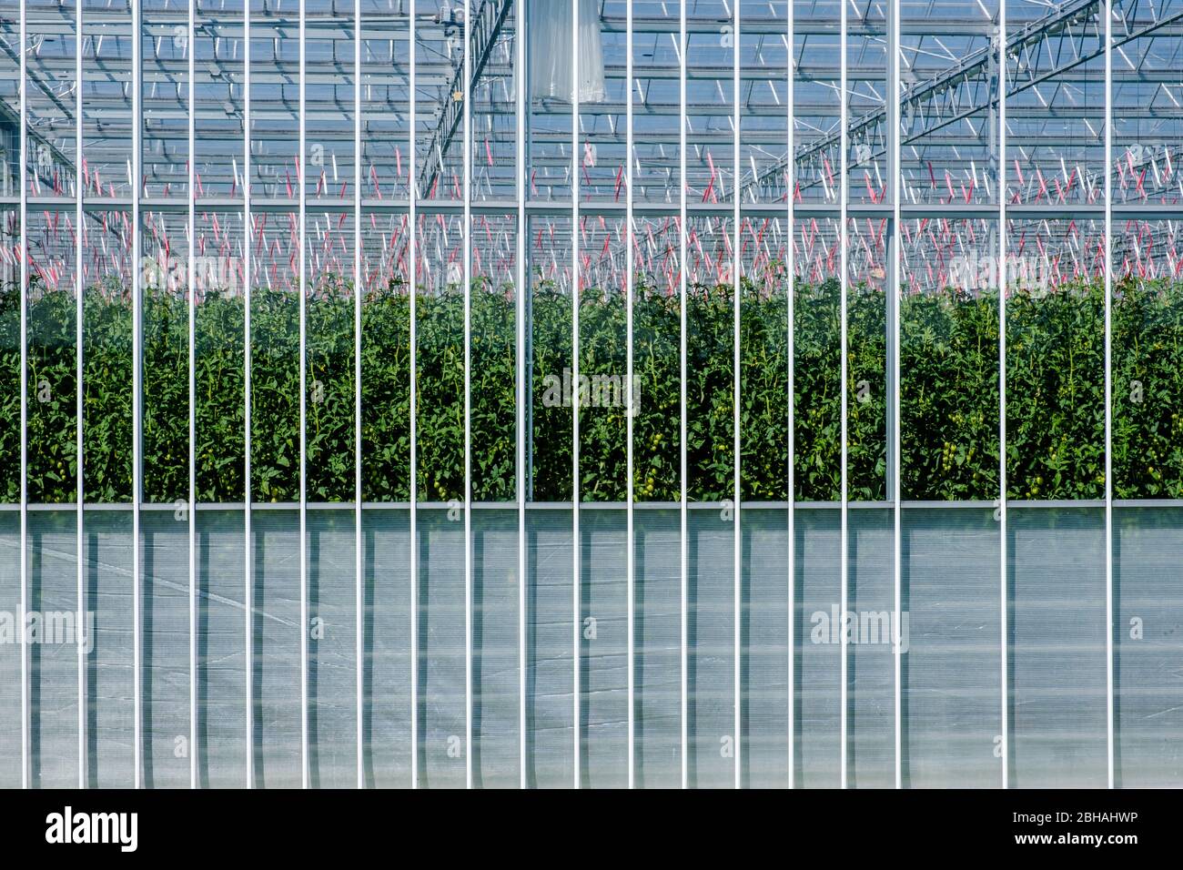 Frontansicht eines modernen Hightech-Industriegewächshauses für Tomaten in den Niederlanden Stockfoto
