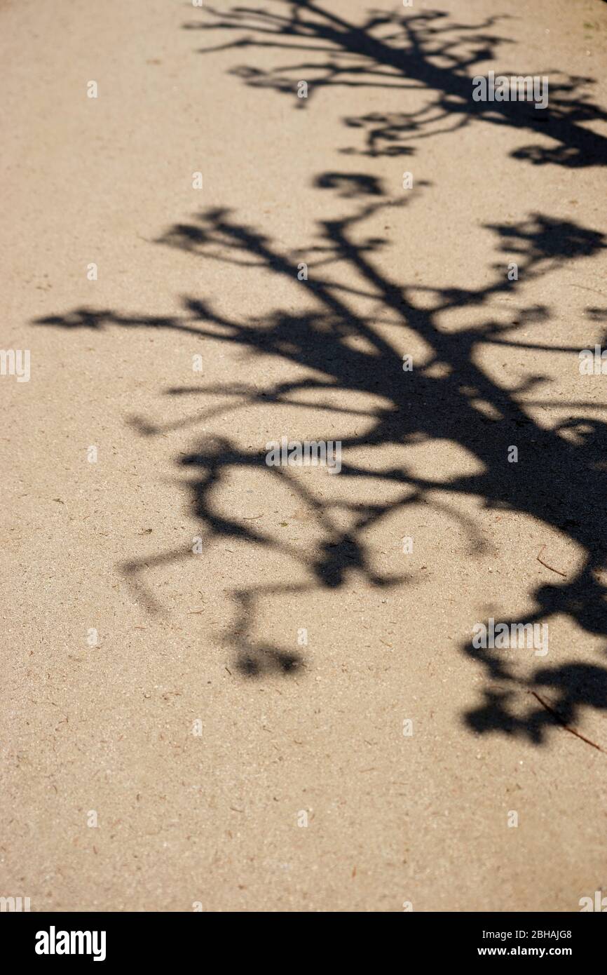 Ein Baum wirft Schatten von Ästen und Zweigen auf den hellen Boden. Wellblechfassade. Stockfoto