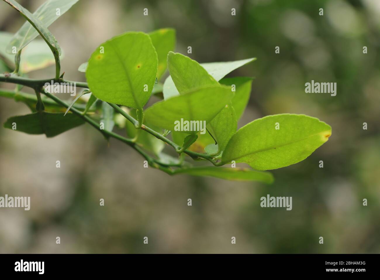 Frische junge Blätter eines Zitronenbaums mit weichem Hintergrund Stockfoto