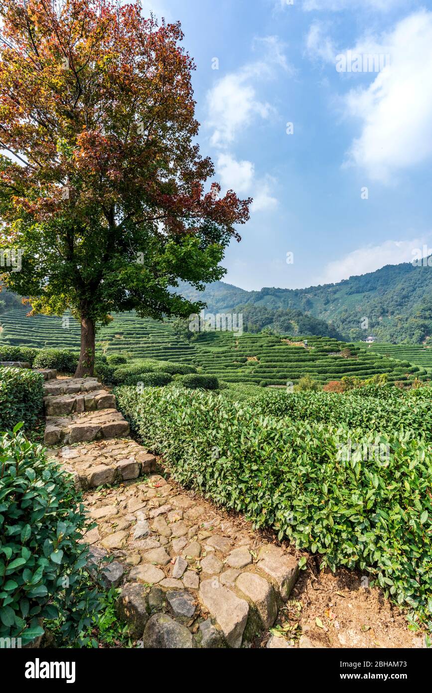 Asien, Volksrepublik China, Ostchina, Provinz Zhejiang, Hangzhou, Long-Jing Teeplantagen Stockfoto