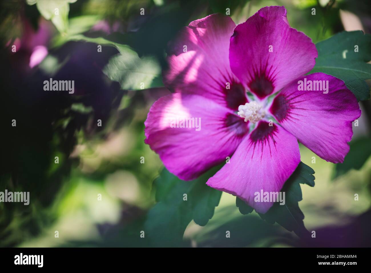 Hibiskus blüht in der Sommersonne Stockfoto