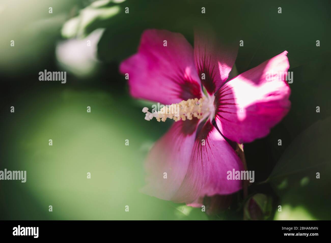 Hibiskus blüht in der Sommersonne Stockfoto