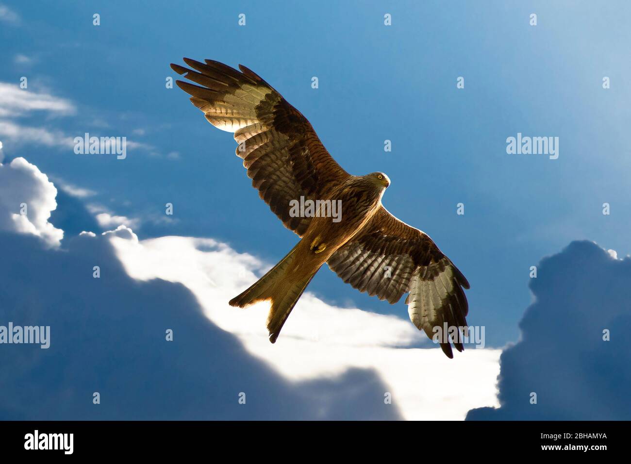 Bild eines fliegenden roten Drachen mit teilweise bewölktem Himmel. Stockfoto