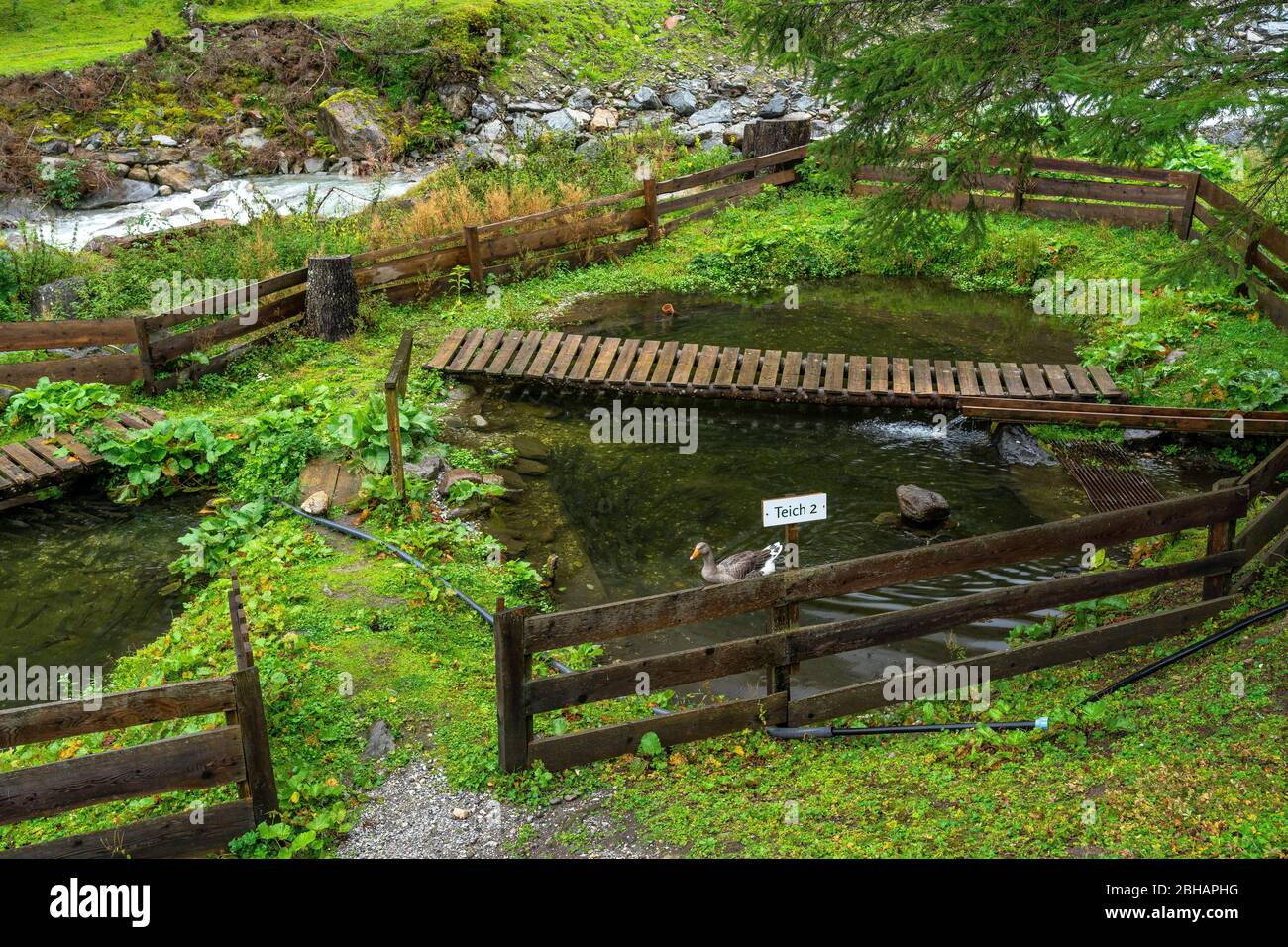 Europa, Österreich, Tirol, Neustift im Stubaital, Fischteich der Tschangelair Alm am Wilde-Wasser-Weg Stockfoto