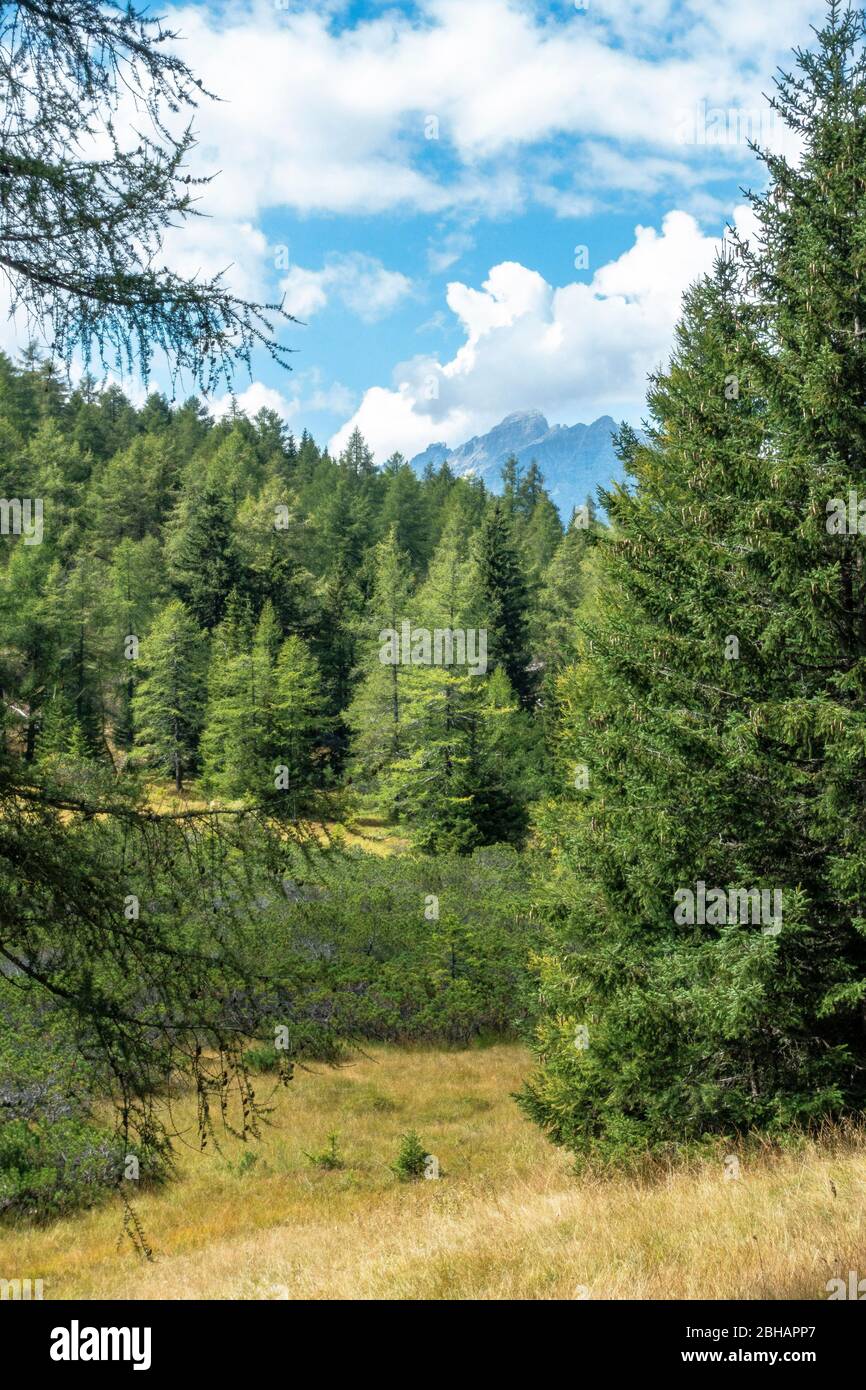 Europa, Österreich, Tirol, Neustift im Stubaital, Stockfoto