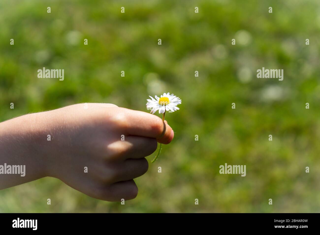 Die Hand eines Kindes hält ein frisch gepflücktes Gänseblümchen Stockfoto