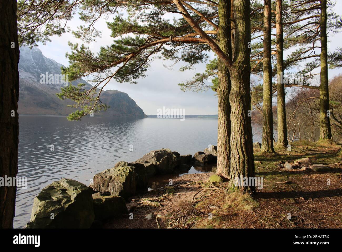 Blick auf Ennerdale Wasser durch Pinien vom Fußweg, Lake District, England, Großbritannien Stockfoto