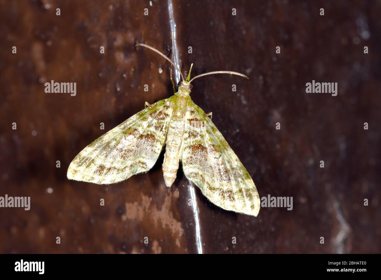 Crambid Schnauzenfalter. Crambidae, Spilomelinae, Kinabalu National Park, Sabah, Borneo, Malaysia Stockfoto
