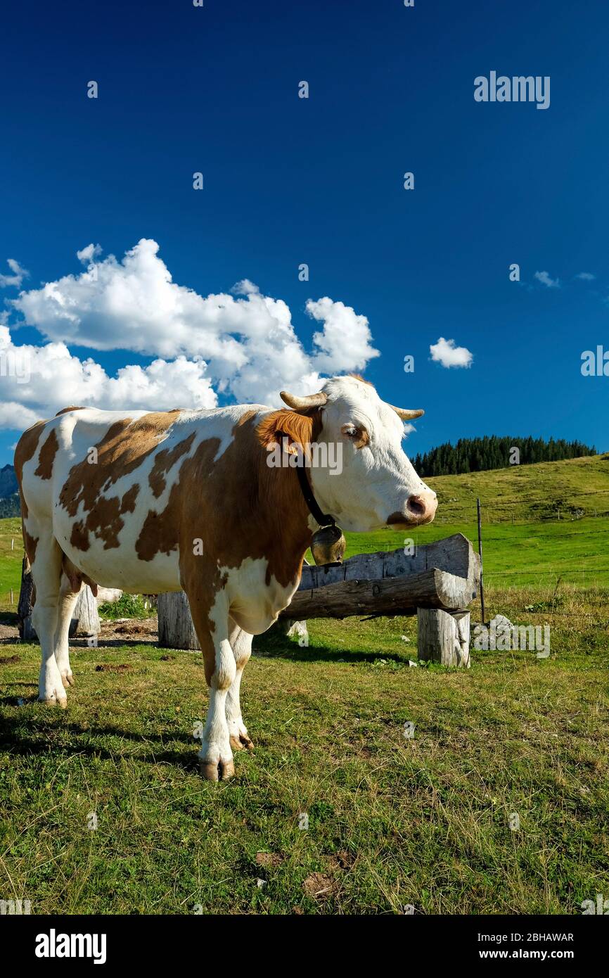Glückliche Kuh auf einer Weide Stockfoto