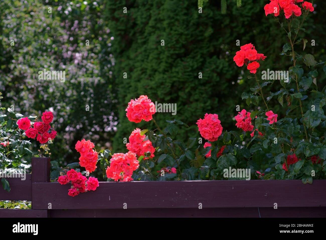 Helle rote Rosen auf einen Rahmen aus Holz im Garten. Stockfoto