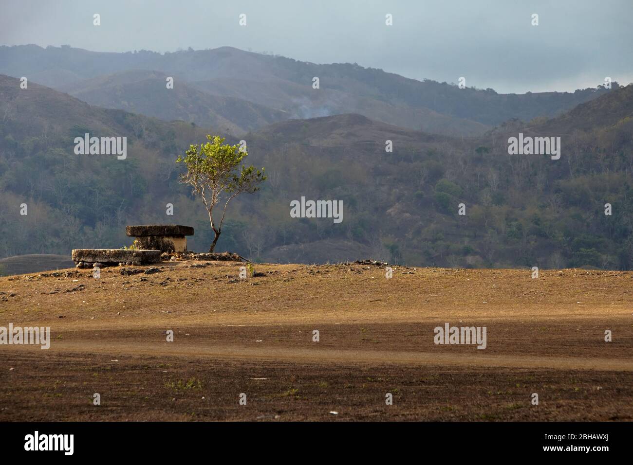 Megalithgrab neben einem Baum auf einer trockenen Savanne im Hoba Kalla Pasola Feld in Patiala Bawa, Lamboya, West Sumba, East Nusa Tenggara, Indonesien. Stockfoto