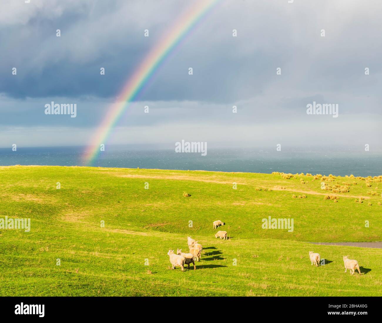 Herde Schafe weiden unter einem Regenbogen, Otago, Südinsel, Neuseeland, Stockfoto