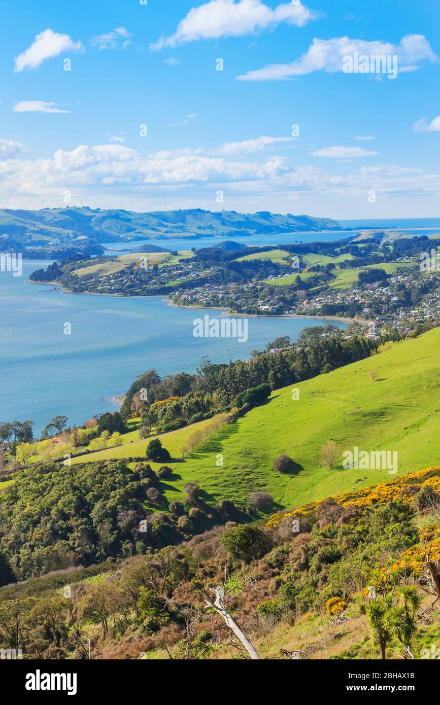 Otago Halbinsel, Dunedine, Otago, Südinsel, Neuseeland, Stockfoto