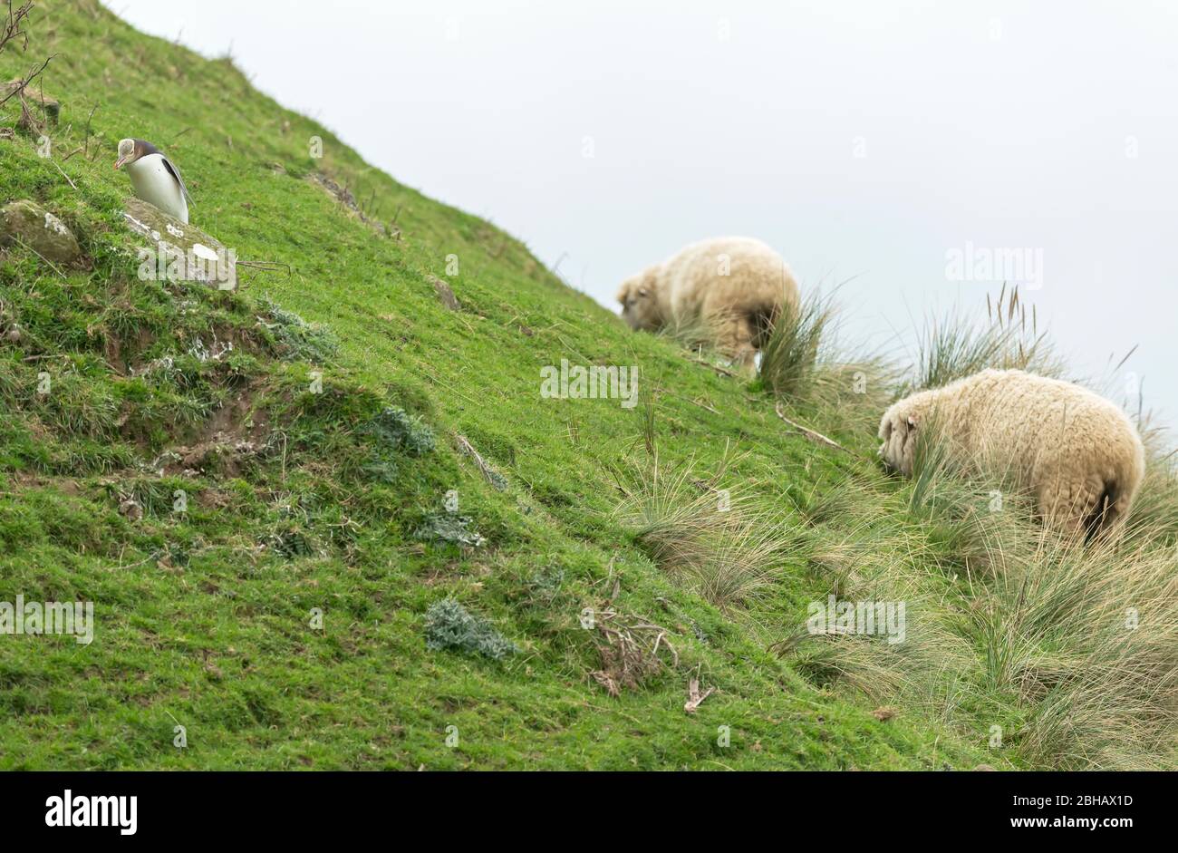 Schafe auf der Otago Peninsula, South Island, Otago, Neuseeland, Stockfoto