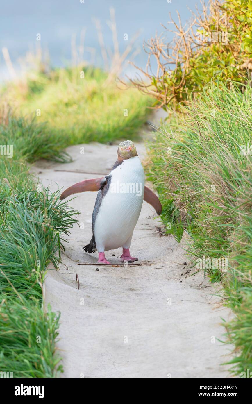 Gelbäugiger Pinguin (Megadyptes Antipodes) in Bewegung, Otago, Südinsel, Neuseeland, Stockfoto