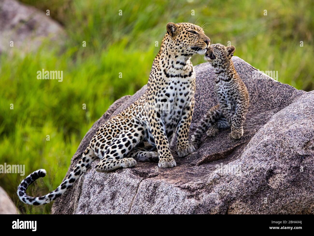 Ansicht der Leopard (Panthera pardus) Familie, Serengeti Nationalpark, Tansania, Afrika Stockfoto