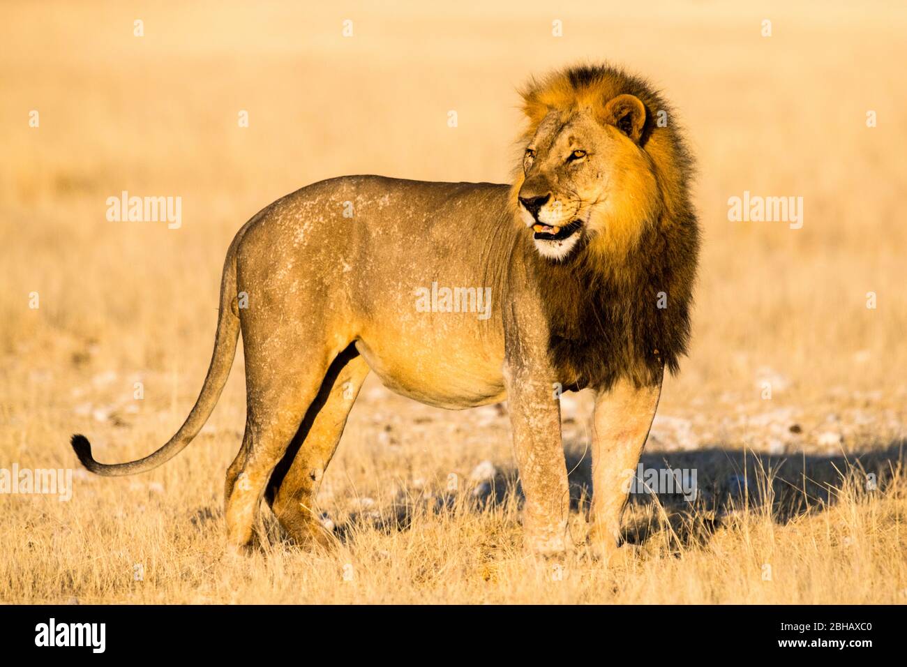 Löwe (Panthera leo) auf Gras stehend, Namibia Stockfoto